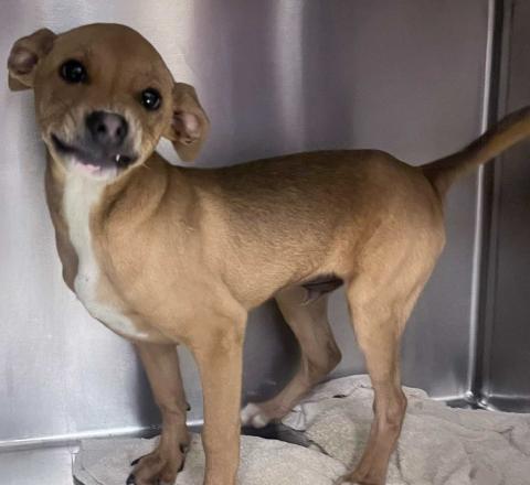 GrantsAnimal Care Center 722 Sakelares Boulevard