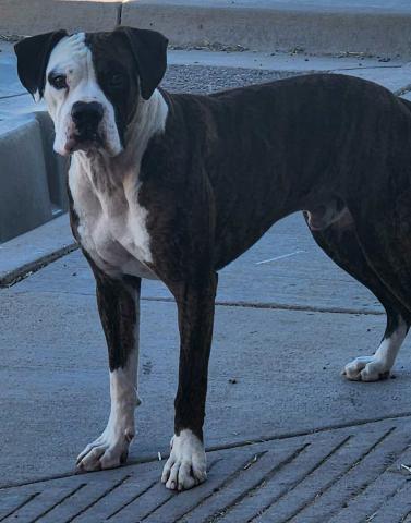 Pet of the Week Meet Scooby