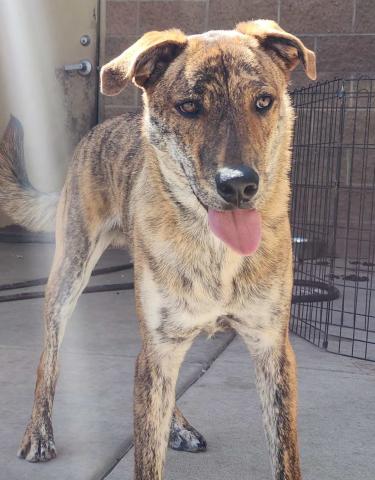 GrantsAnimal Care Center 722 Sakelares Boulevard