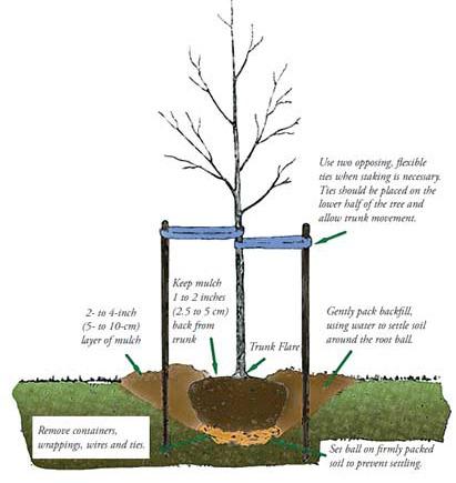 Planting Trees