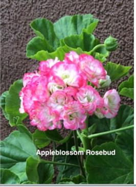 Two of my special geraniums - worth saving from the frost