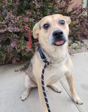 Pet of the Week