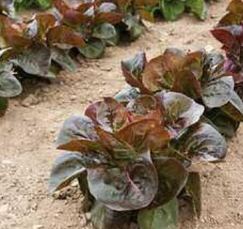 Growing Lettuce