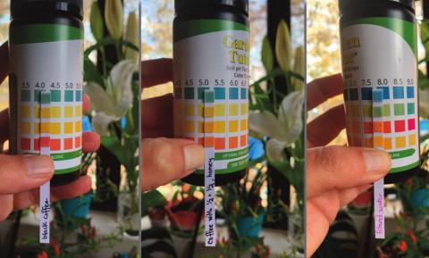 The pH of my morning cup of coffee (not the grounds) while still black (left) and after adding cream and honey (center), and plain filtered tap water (right). Marisa Y. Thompson Courtesy photo