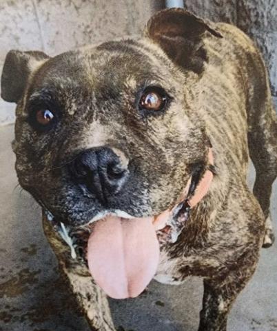Pet of the Week