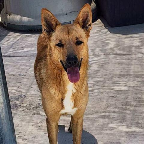 Pet of the Week Meet Mickey