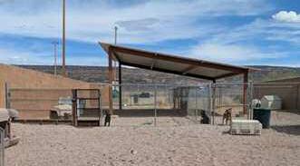 Amerika Rougemont - CC Everyday, each dog is given time to run and play outside, which is unlikely at other shelters.