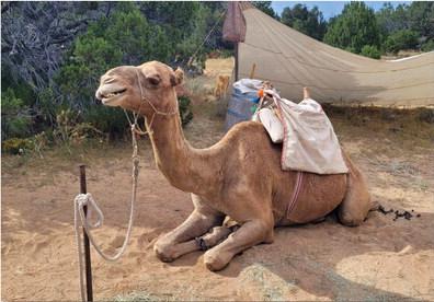 Camel Corps