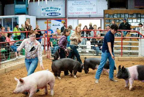 This courtesy file photo shows some of Cibola’s youth wrangling their livestock at the Bi-County fair in Prewitt, N.M. Courtesy Photo