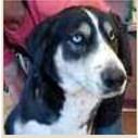 Pet of the Week Meet Ham