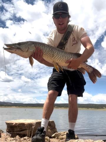 Jared Fishburn caught a tiger muskie using a spinnerbait on June 25. Courtesy Photo