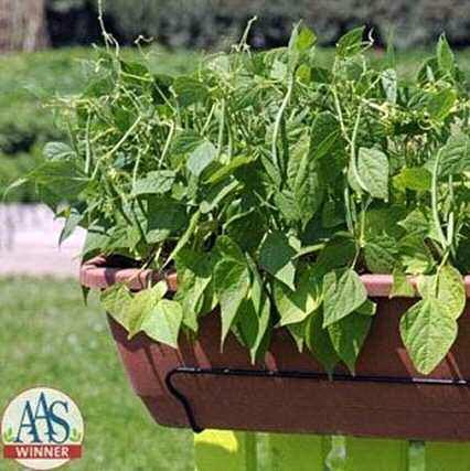 GREEN BEANS (Phaseolus vulgaris)