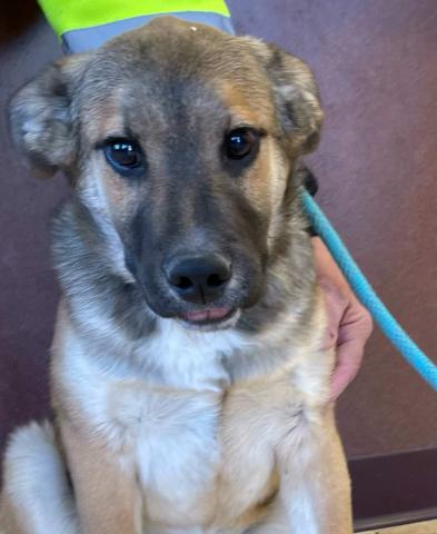 Pet of the Week