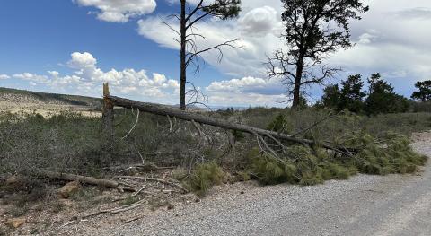 Evidence of the week's powerful monsoon storms can be seen across western Cibola County. Floodwaters left debris along NM 53 near Zuni (top), while high winds snapped and toppled trees in the Zuni Mountains (bottom). The storms brought much-needed moisture to drought-stricken forests but also caused flooding, road damage and other impacts across the region. Diego opez - CC