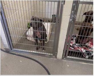 When the shelter first rescued this dog, she was without fur and was a about five pounds.“She was skin and bone.” Diane Rowe explained. Now that she has been at the shelter, she is at a healthier weight and is growing fur. Amerika Rougemont - CC