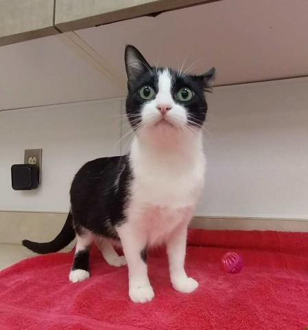 Pet of the Week Meet Misty
