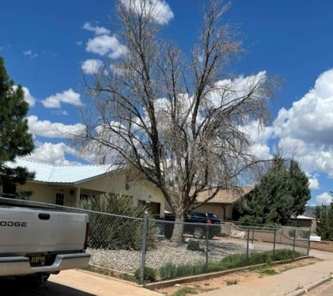 MORE ABOUT OUR TREES
