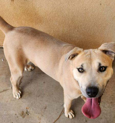 Grants Animal Care Center 722 Sakelares Boulevard