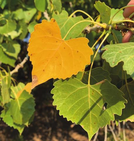 Cottonwood leaf in the Albuquerque bosque on August 26, 2020, practically shouts, It’s been too hot and dry, and also promises that fall is on the way. M. Thompson Courtesy photo