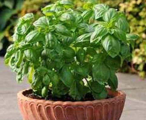 BASIL (Ocimum basilicum)