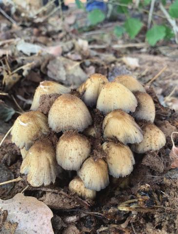 Marisa Thompson courtesy photo Mushrooms found hiding under leaf litter, surrounded by mulch in the Learning Garden at the NMSU Agricultural Science Center at Los Lunas on August 17, 2021.