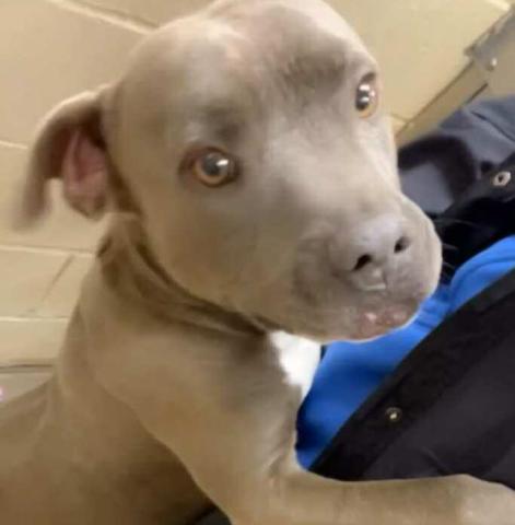 Pet of the Week Meet Water