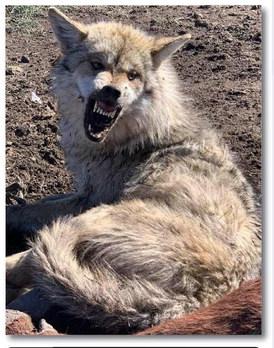 Female Mexican Wolf 2754 is on the move again!
