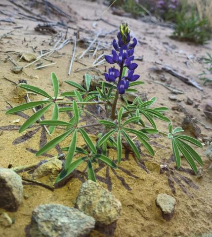 Southwest Yard & Garden; Where to find wildflowers this spring