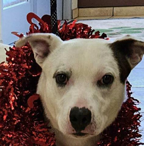 GrantsAnimal Care Center 722 Sakelares Boulevard