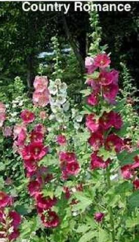 Hollyhocks