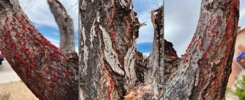 Cytospora canker sap leaking from the bark of an ash tree in Las Cruces P. Lujan courtesy photo