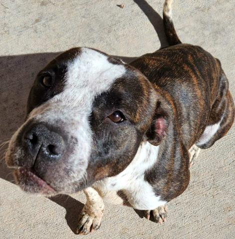 Pet of the Week Meet Darling