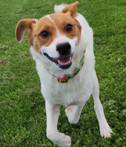 Pet of the Week