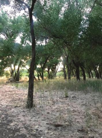 Southwest Yard & Garden; Myth Busters: Is cottonwood fluff an allergen? And Do Irises use too much water?