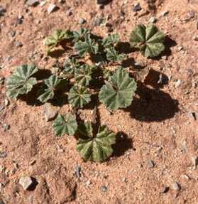 Common Mallow