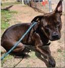 Pet of the Week Meet Princess