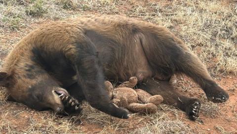 Bear Killed