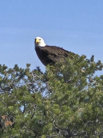 Bluewater Village resident Kristine Simonson reported seeing a bald eagle over Bluewater Lake on April 24. Photo by Eric Brinn