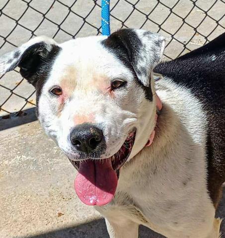 Pet of the Week