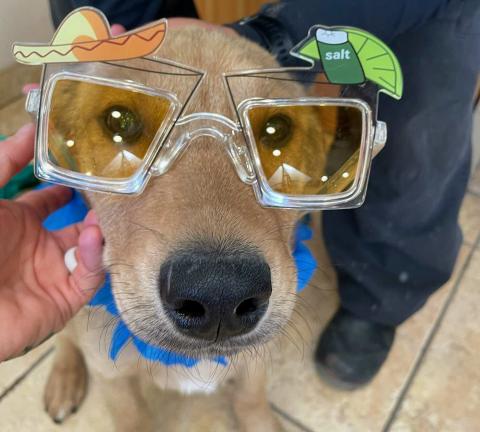 Pet of the Week Meet Meatloaf