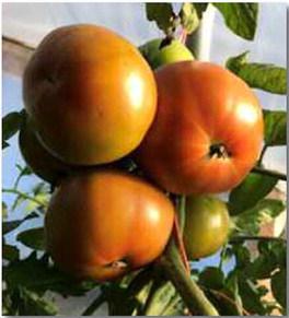 Growing Tomatoes