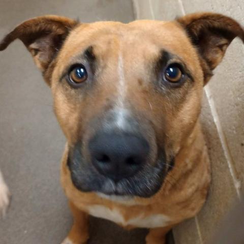 Pet of the Week Meet Honey