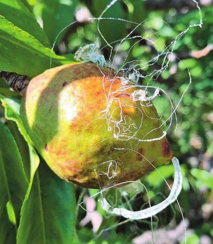 Southwest Yard & Garden; Nectarine sap exudate from tiny holes in peel created bizarre formation