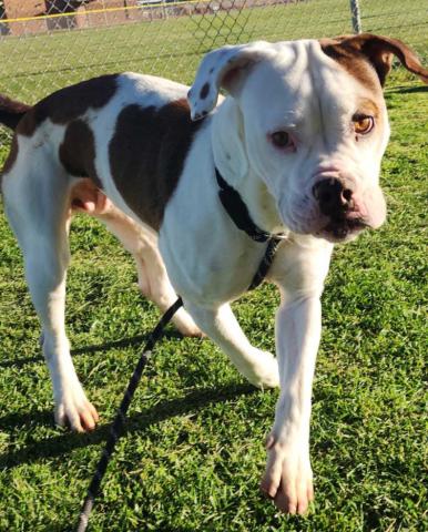 GrantsAnimal Care Center 722 Sakelares Boulevard