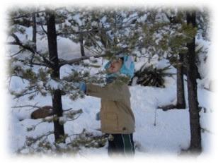 Mt. Taylor Tree Permits, Reduced-Fee BLM Permits Still Available for Holidays
