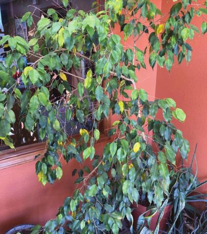 Ficus trees are famous for stressing out and dropping leaves all over the place. P. Kircher
