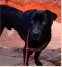 GrantsAnimal Care Center 722 Sakelares Boulevard 505-285-4012