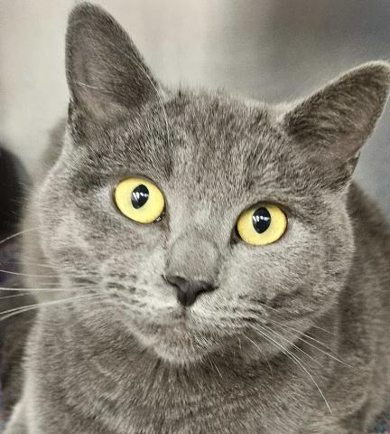 Pet of the Week