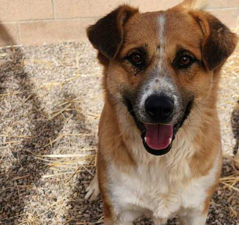 Pet of the Week