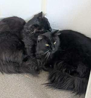 Lukemia Kittens Transferred for Care